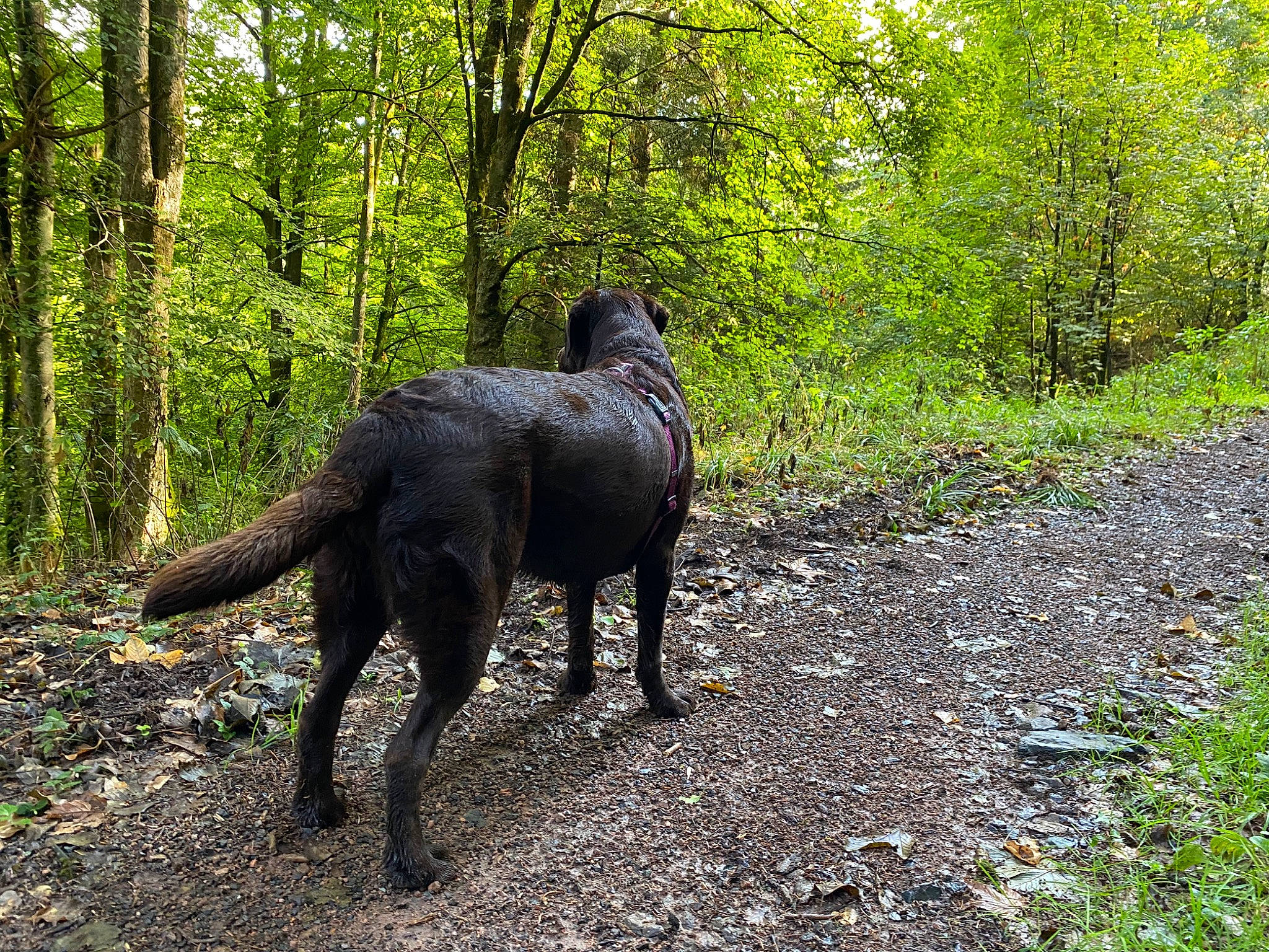 Lysie a rejoint le concours — aidez-le/la à gagner de superbes lots ! biome, carnivore, dog, dog_breed, forest, grass, liver, natural_landscape, plant, sculpture, snout, sporting_group, tail, temperate_broadleaf_and_mixed_forest, terrestrial_animal, terrestrial_plant, tree, wood, woodland, working_animal