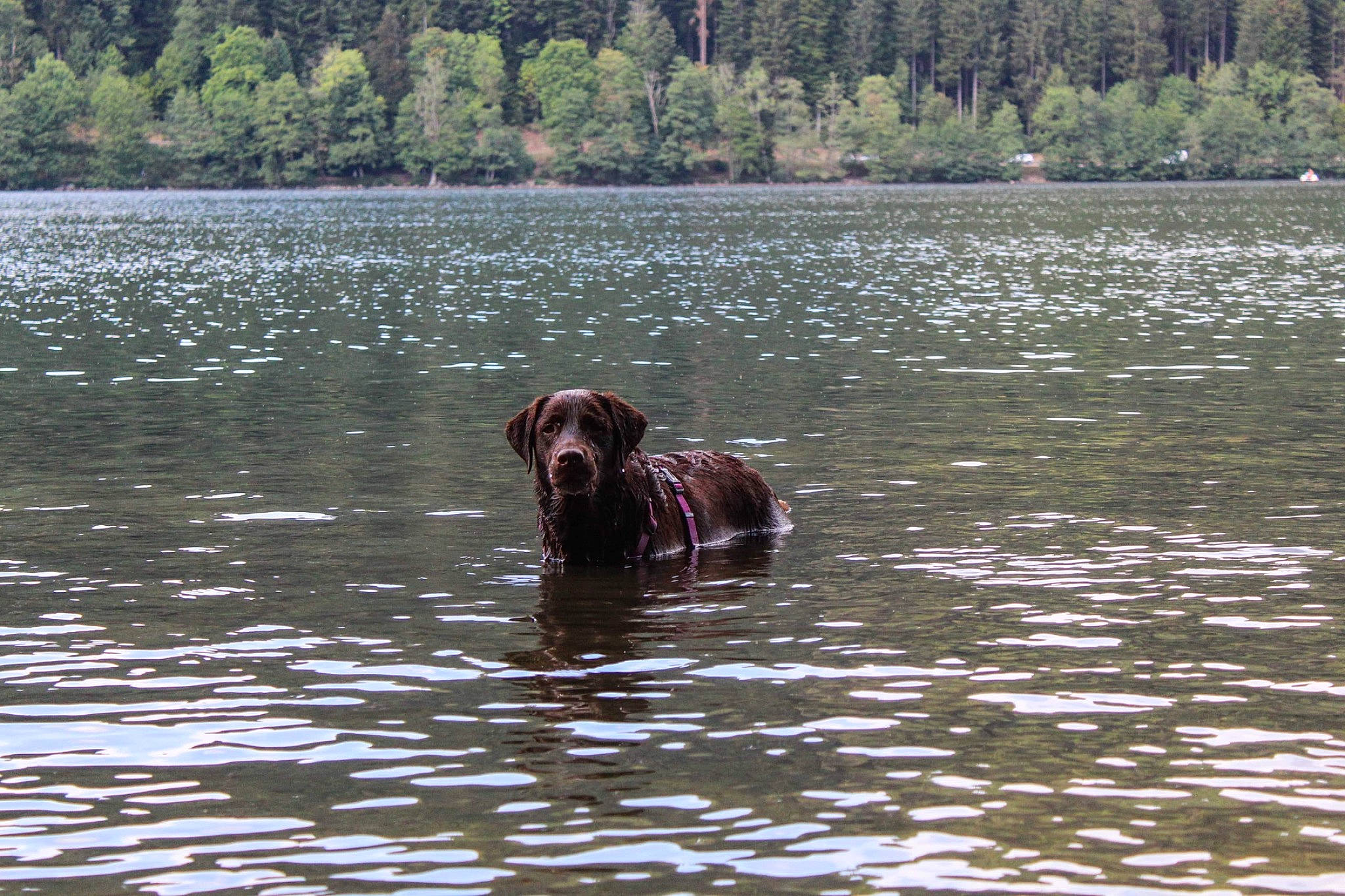 Lysie a rejoint le concours — aidez-le/la à gagner de superbes lots ! canidae, carnivore, companion_dog, dog, dog_breed, gun_dog, hunting_dog, lake, liver, natural_landscape, reservoir, sporting_group, tree, vertebrate, water, water_resources, wildlife, working_animal, working_dog