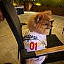 Pablo Escobar joined the competition — help win amazing prizes! dog, pomeranian, chair, clothing, jersey, outdoor, night, pet, animal, furry, sitting, black_chair, tile_floor, cooler, plants, wood, casual, cute, small_dog, warm_lighting