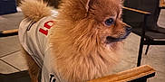Pablo Escobar is registered to the contest to win money with this photo: dog, pomeranian, pet, animal, fur, outdoor, night, chair, clothing, jersey, sportswear, wood, tile_floor, plant, tree, lights, patio, small_dog, cute, side_view