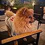 dog, pomeranian, pet, animal, fur, outdoor, night, chair, clothing, jersey, sportswear, wood, tile_floor, plant, tree, lights, patio, small_dog, cute, side_view