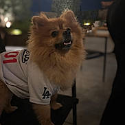 Pablo Escobar is registered to the contest to win money with this photo: dog, pomeranian, pet, animal, furry, jersey, clothing, outdoor, night, string_lights, chair, cute, fluffy, looking_up, brown_fur, black_nose, happy, domestic_animal, small_dog, canine