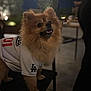 dog, pomeranian, pet, animal, furry, jersey, clothing, outdoor, night, string_lights, chair, cute, fluffy, looking_up, brown_fur, black_nose, happy, domestic_animal, small_dog, canine
