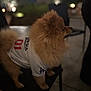 Pablo Escobar is registered to the contest to win money with this photo: dog, pomeranian, pet, animal, fur, jersey, clothing, indoor, night, blurred_background, brown, small_dog, standing, looking_sideways, cute, fluffy, domestic_animal, companion, portrait, soft_lighting