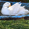 Daisy participe au concours pour gagner de l'argent avec cette photo : _geese_and_swans, beak, bird, duck, ducks, feather, goose, grass, landscape, leisure, livestock, natural_material, reflection, seabird, tail, water, water_bird, waterfowl, wildlife, wing