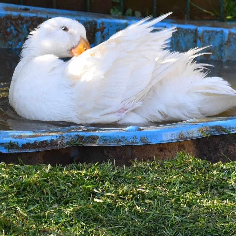 Daisy