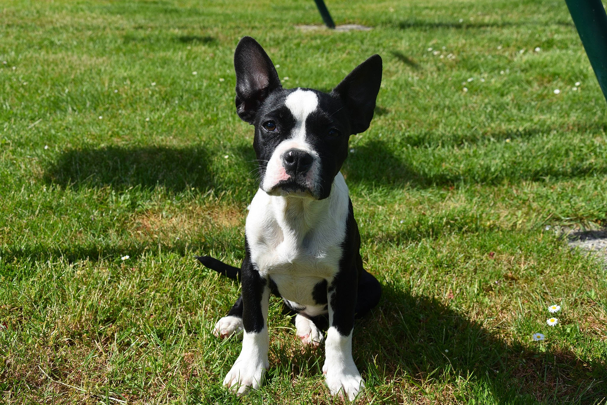 Stella participe au concours pour gagner de l'argent avec cette photo : boston_terrier, canidae, carnivore, collar, companion_dog, dog, dog_breed, dog_collar, fawn, french_bulldog, grass, groundcover, molosser, plant, snout, sporting_group, tail, toy_dog, working_animal, working_dog