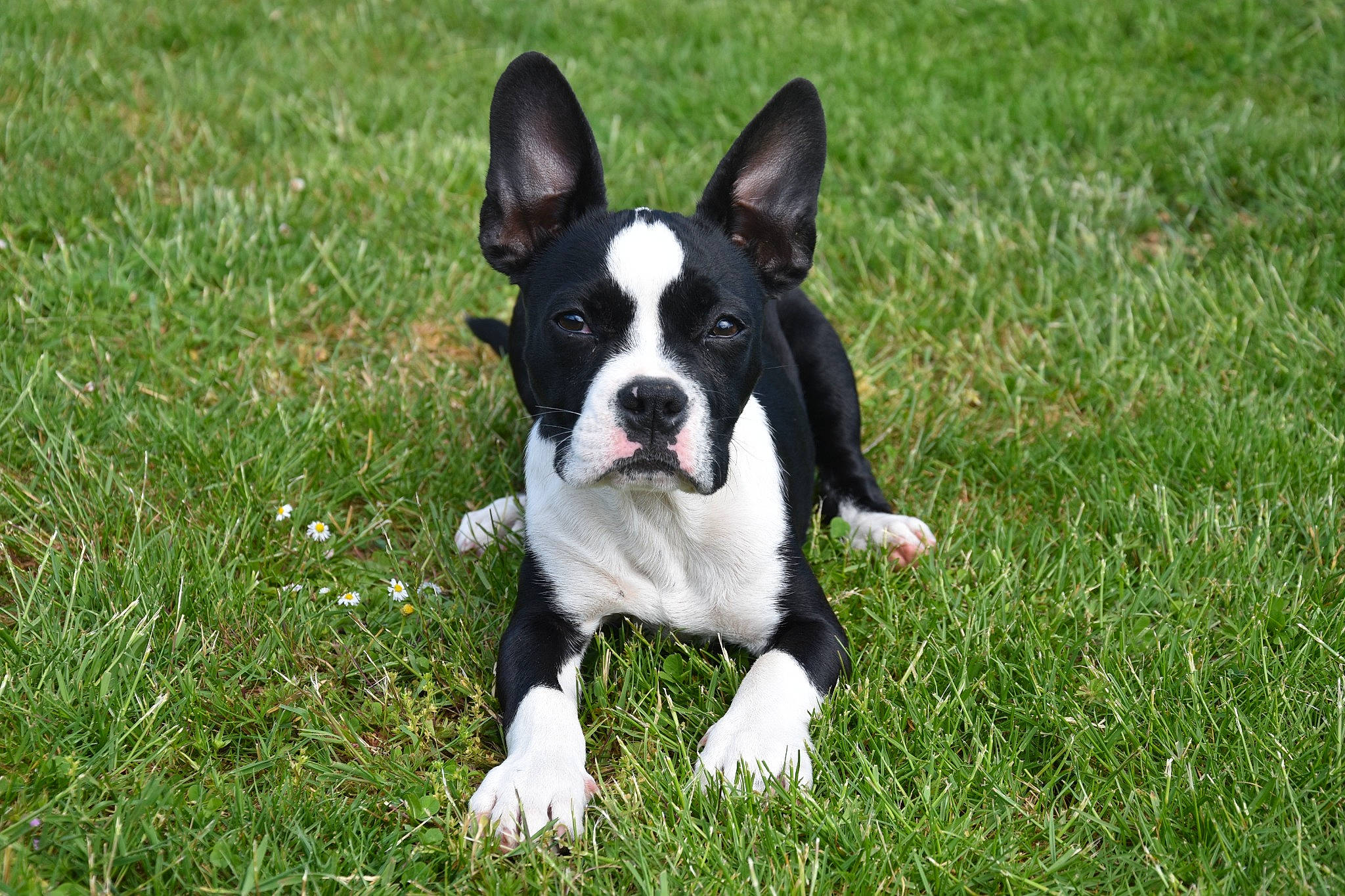 Stella