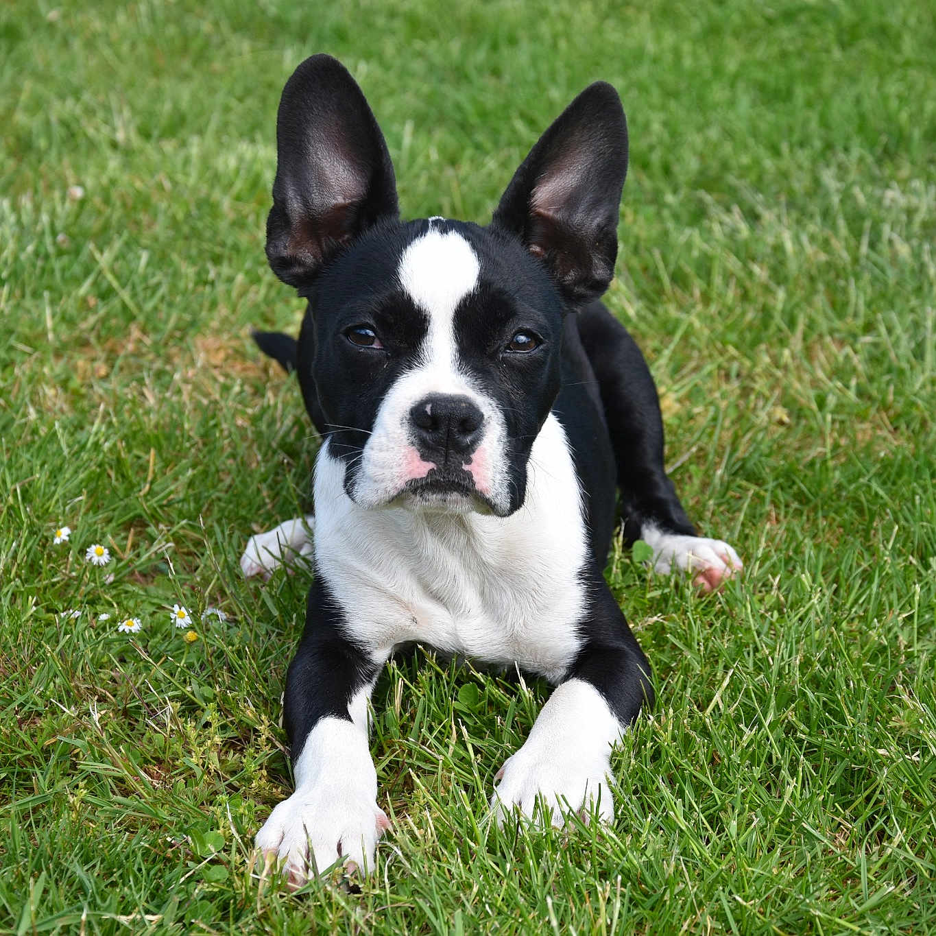 Stella