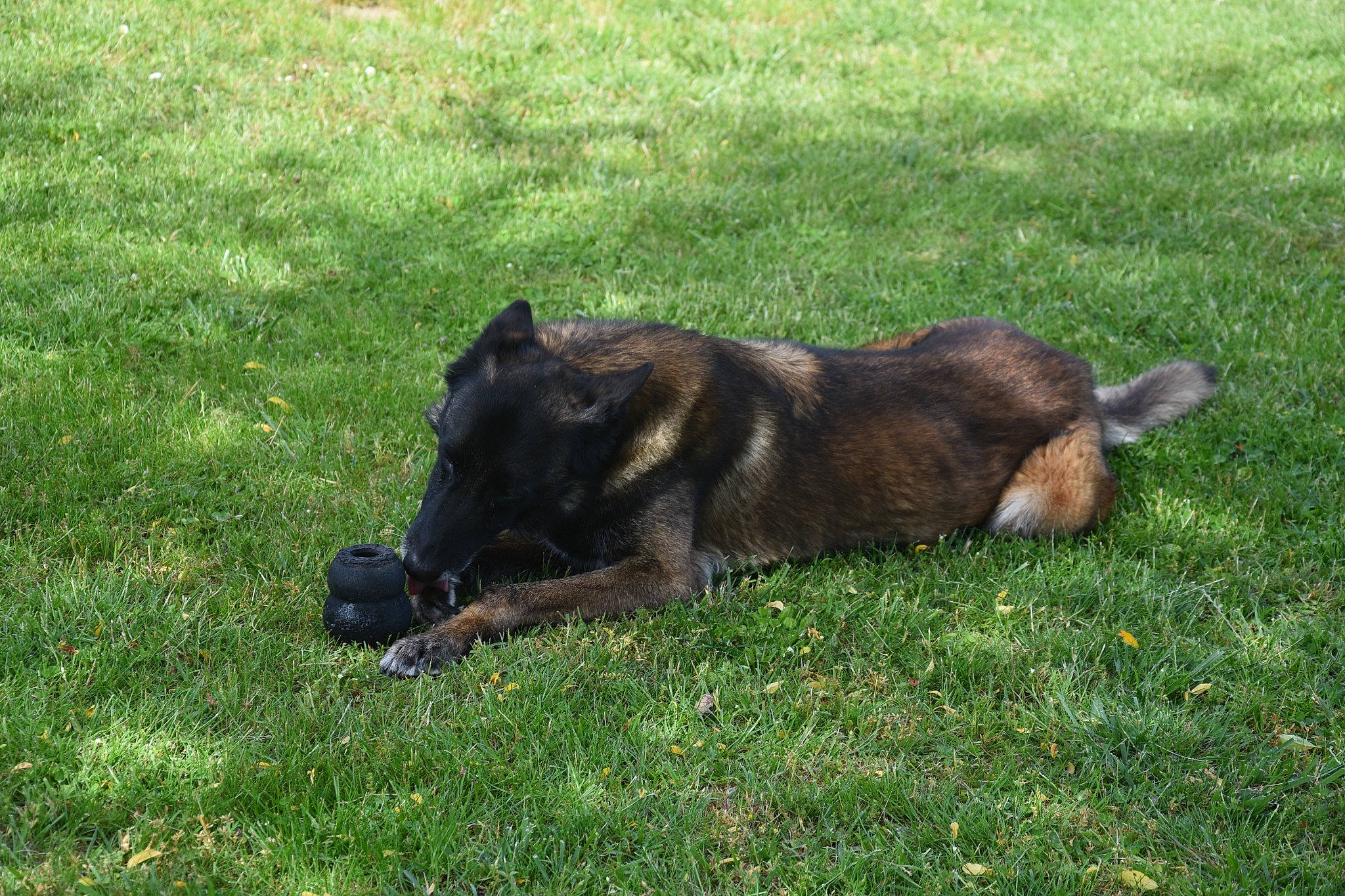 Héclipse participe au concours pour gagner de l'argent avec cette photo : canidae, carnivore, companion_dog, dog, dog_breed, german_shepherd_dog, grass, groundcover, guard_dog, herding_dog, king_shepherd, old_german_shepherd_dog, snout, sporting_group, tail, terrestrial_animal, wildlife, working_animal, working_dog