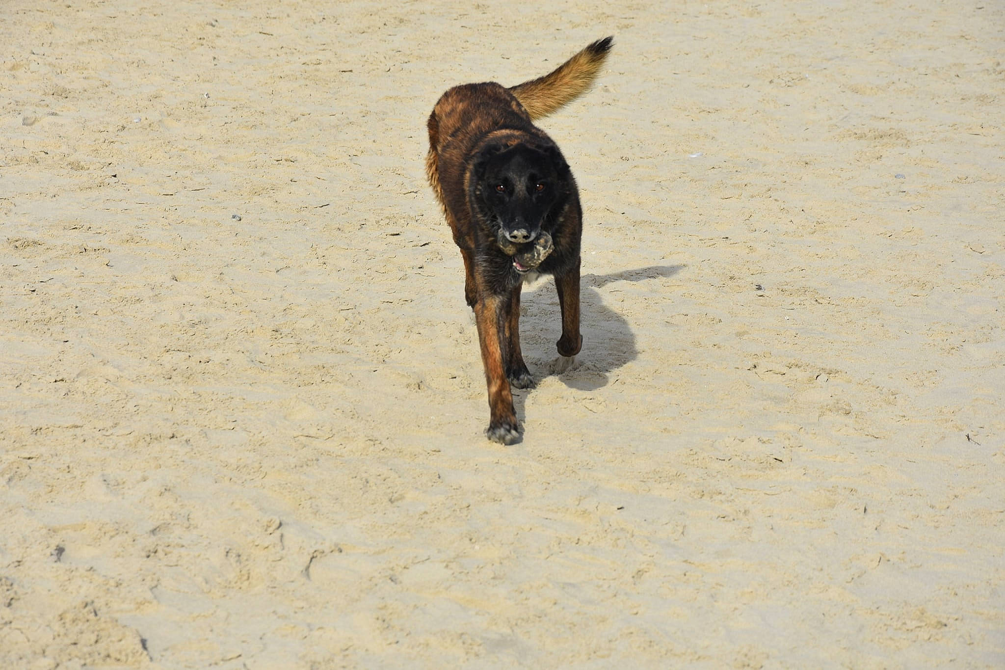 Héclipse participe au concours pour gagner de l'argent avec cette photo : beach, carnivore, collar, dog, dog_breed, guard_dog, hunting_dog, landscape, non_sporting_group, sand, soil, sporting_group, street_dog, tail, terrestrial_animal, working_animal, working_dog