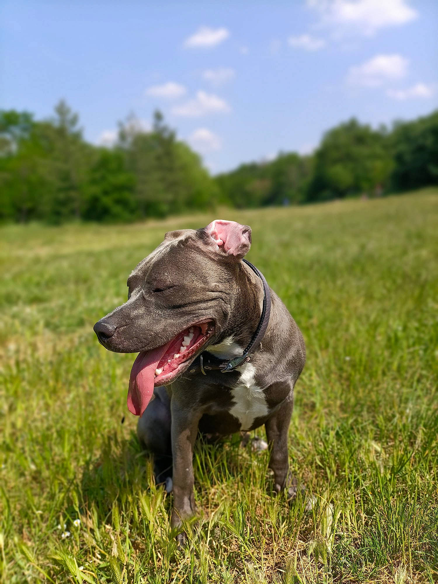 Caly a rejoint le concours — aidez-le/la à gagner de superbes lots ! carnivore, cloud, collar, dog, dog_breed, dog_collar, grass, grassland, gun_dog, meadow, pasture, plant, pointing_breed, prairie, sky, snout, sporting_group, terrestrial_animal, tree, working_animal
