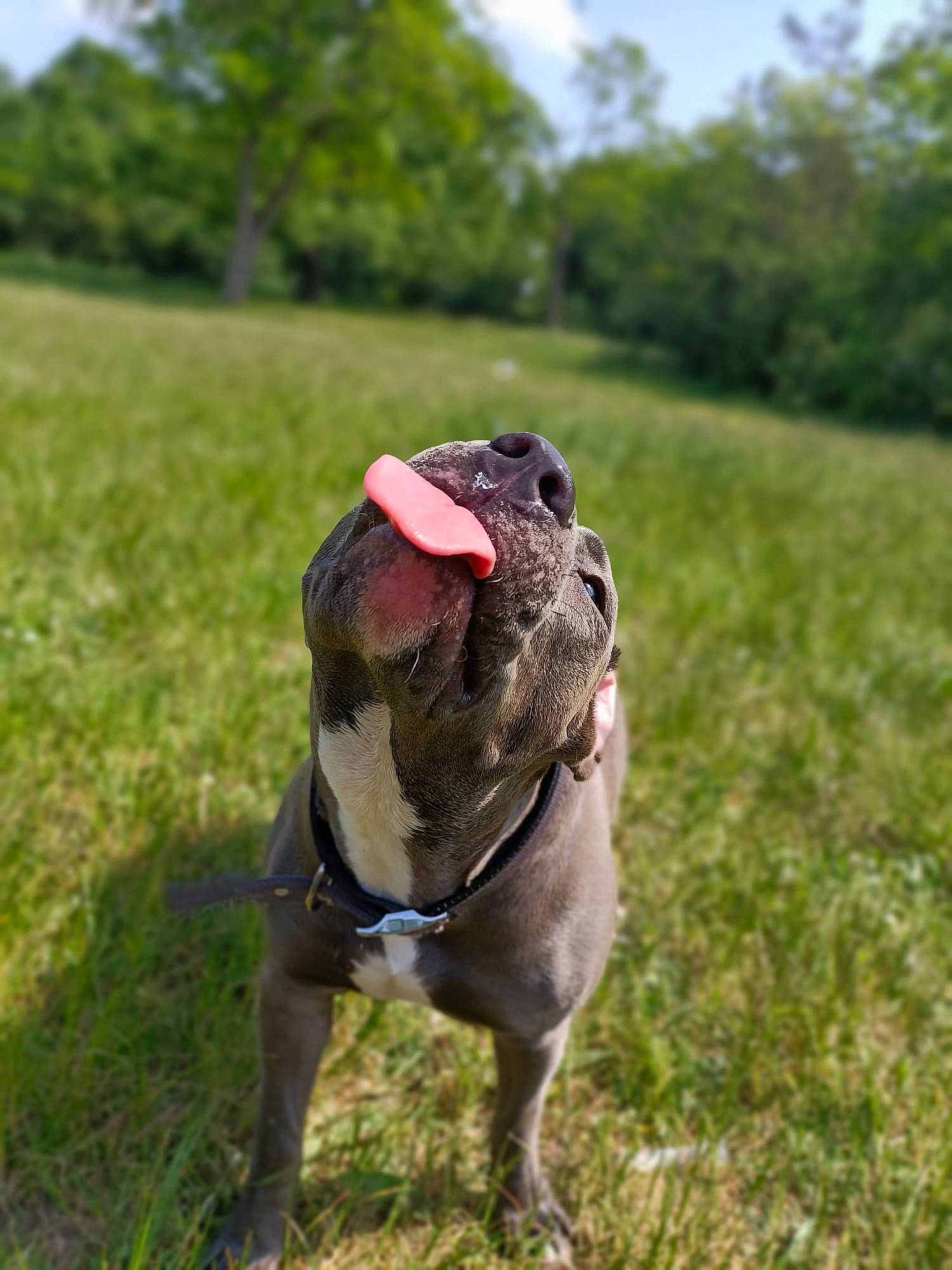 Caly a rejoint le concours — aidez-le/la à gagner de superbes lots ! canidae, carnivore, companion_dog, dog_breed, fawn, grass, grassland, landscape, liver, personal_protective_equipment, plant, prairie, sculpture, sky, snout, sporting_group, tail, terrestrial_animal, tree, working_animal
