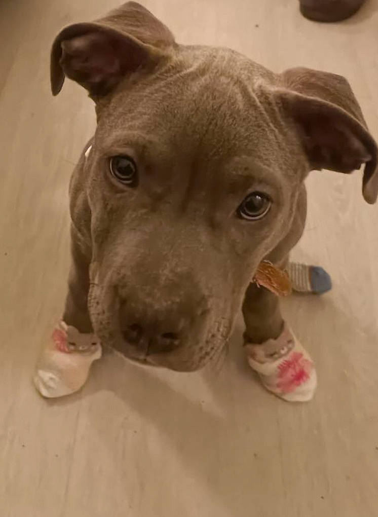 Caly a rejoint le concours — aidez-le/la à gagner de superbes lots ! canidae, carnivore, collar, companion_dog, dog, dog_breed, dog_collar, ear, eye, fawn, flooring, fur, jaw, pet_supply, snout, sporting_group, terrestrial_animal, whiskers, wood, working_animal