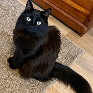Wednesday is registered to the contest to win money with this photo: cat, black_cat, fluffy, green_eyes, sitting, carpet, indoor, wooden_floor, tail, pet, feline, domestic_cat, fur, animal, cute, looking_up, whiskers, ears, mammal, home