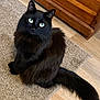 cat, black_cat, fluffy, green_eyes, sitting, carpet, indoor, wooden_floor, tail, pet, feline, domestic_cat, fur, animal, cute, looking_up, whiskers, ears, mammal, home