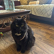 Smash joined the competition — help win amazing prizes! cat, black_cat, pearl_necklace, wood_floor, living_room, coffee_table, cushions, sofa, plant, decor, indoor, pet, feline, fur, sitting, green_eyes, home, cozy, elegant, domestic_animal