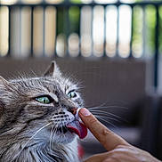 Maya participe au concours pour gagner de l'argent avec cette photo : affection, animal, blurred_background, cat, close_up, cute, domestic_cat, fluffy, furniture, gray_cat, green_eyes, human_finger, interaction, licking, outdoor, pet, portrait, soft_light, tabby, whiskers