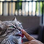 affection, animal, blurred_background, cat, close_up, cute, domestic_cat, fluffy, furniture, gray_cat, green_eyes, human_finger, interaction, licking, outdoor, pet, portrait, soft_light, tabby, whiskers