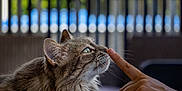 Maya participe au concours pour gagner de l'argent avec cette photo : animal, balcony, cat, close_up, curious, domestic_cat, feline, fluffy, green_eye, human_finger, interaction, nature_background, outdoor, pet, portrait, railing, sniffing, soft_light, tabby, whiskers