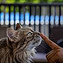 animal, balcony, cat, close_up, curious, domestic_cat, feline, fluffy, green_eye, human_finger, interaction, nature_background, outdoor, pet, portrait, railing, sniffing, soft_light, tabby, whiskers