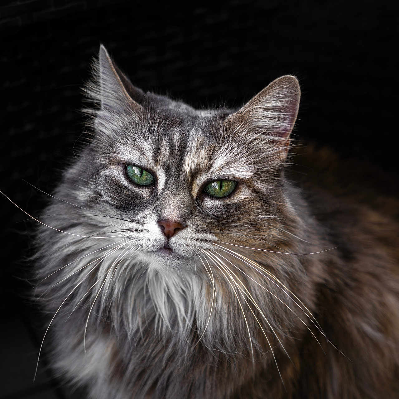 Maya participe au concours pour gagner de l'argent avec cette photo : alert, animal, cat, close_up, cute, domestic_cat, ears, face, feline, fluffy, fur, green_eyes, indoor, long_hair, looking_at_camera, majestic, muzzle, pet, portrait, whiskers