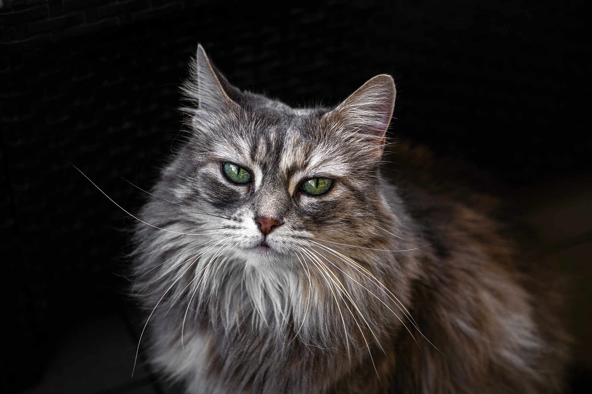 Maya participe au concours pour gagner de l'argent avec cette photo : cat, long_hair, green_eyes, portrait, animal, pet, feline, whiskers, close_up, muzzle, fur, domestic_cat, looking_at_camera, cute, fluffy, indoor, face, ears, alert, majestic
