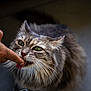 Maya participe au concours pour gagner de l'argent avec cette photo : affection, animal_face, cat, close_up, cute, domestic_animal, feline, fluffy_fur, focused, friendly, green_eyes, human_hand, indoor, interaction, licking, pet, playful, tabby_cat, tongue, whiskers