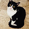 cat, black_and_white, yellow_eyes, sitting, tile_floor, pet, animal, curious, indoor, whiskers, ears, fur, cute, domestic_cat, feline, looking_up, alert, portrait, small_animal, companion