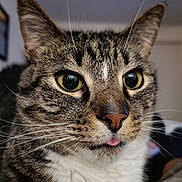 Lynx is registered to the contest to win money with this photo: animal, cat, close_up, curious, cute, domestic, ears, expression, face, feline, fur, indoor, mammal, nose, pet, pink_tongue, portrait, tabby, whiskers, yellow_eyes