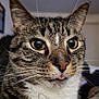 animal, cat, close_up, curious, cute, domestic, ears, expression, face, feline, fur, indoor, mammal, nose, pet, pink_tongue, portrait, tabby, whiskers, yellow_eyes