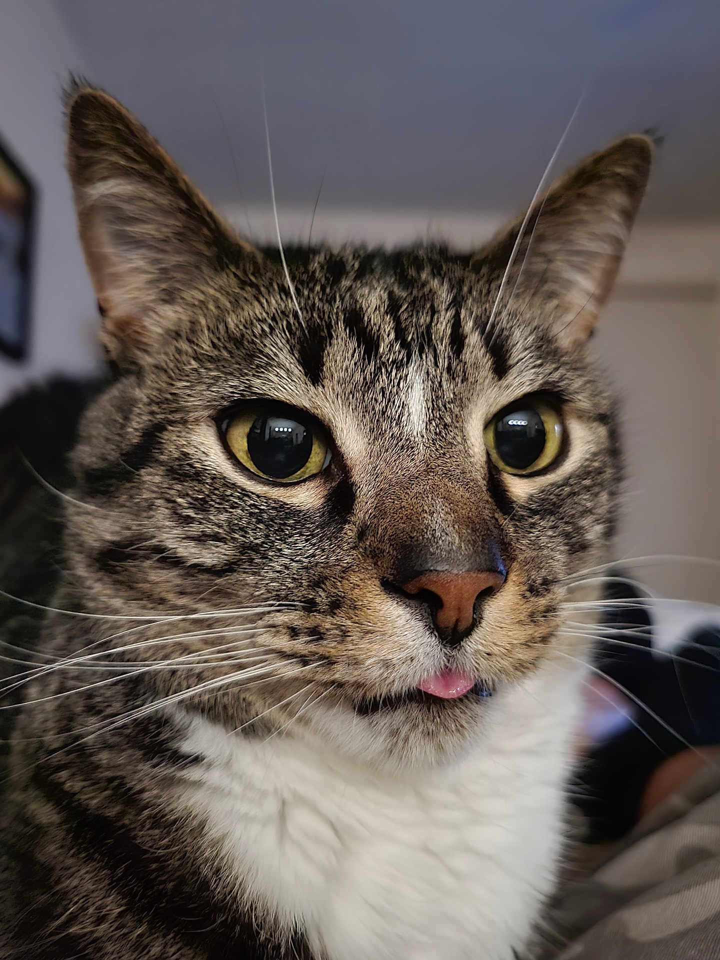 Lynx