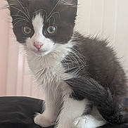 Munchie joined the competition — help win amazing prizes! kitten, cat, black_and_white, fur, whiskers, tail, paws, curious, sitting, pet, animal, cute, indoor, feline, young, soft, closeup, portrait, adorable, furry