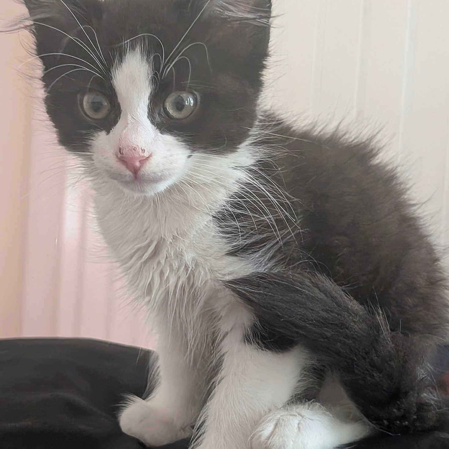 Munchie joined the competition — help win amazing prizes! adorable, animal, black_and_white, cat, closeup, curious, cute, feline, fur, furry, indoor, kitten, paws, pet, portrait, sitting, soft, tail, whiskers, young