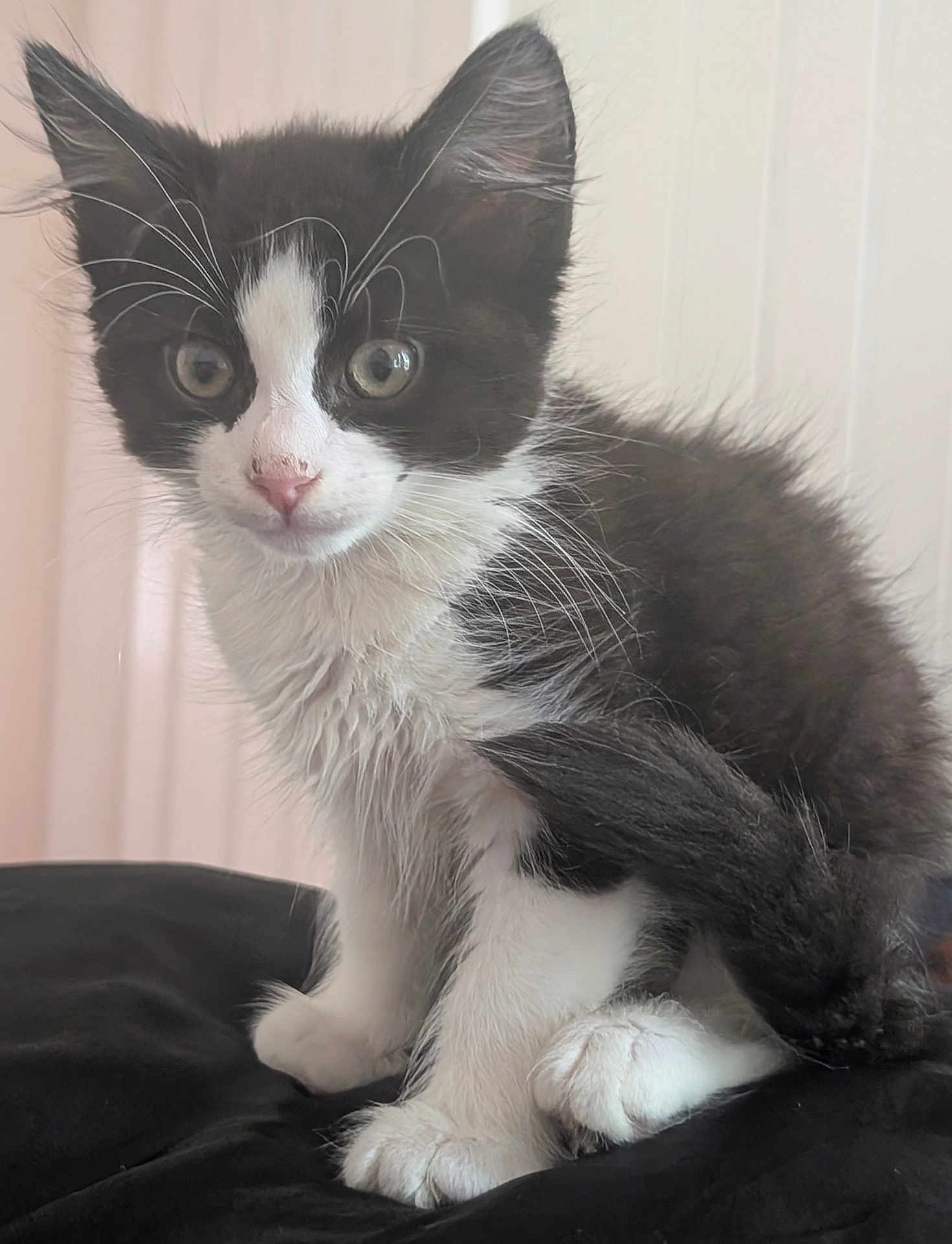 Munchie joined the competition — help win amazing prizes! kitten, cat, black_and_white, fur, whiskers, tail, paws, curious, sitting, pet, animal, cute, indoor, feline, young, soft, closeup, portrait, adorable, furry