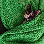 cat, calico_cat, pet, blanket, green_blanket, cozy, fur, whiskers, ears, wide_eyes, portrait, indoor, relaxing, snuggling, texture, soft_fabric, cute, closeup, nap, curious
