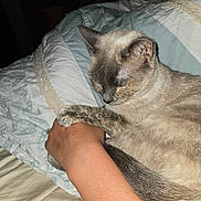 Mellow joined the competition — help win amazing prizes! animal, bed, blanket, cat, closeup, comfort, cozy, fur, hand, human, indoor, night, pattern, paw, pet, relaxation, resting, ring, sleeping, soft