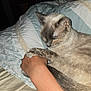 animal, bed, blanket, cat, closeup, comfort, cozy, fur, hand, human, indoor, night, pattern, paw, pet, relaxation, resting, ring, sleeping, soft