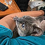 Mellow is registered to the contest to win money with this photo: animal, arm, blue_eyes, casual, cat, close_up, cozy, curious, domestic, fur, indoor, person, pet, phone, relaxed, resting, teal_shirt, water_bottle, whiskers, wooden_table