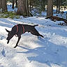 Sony participe au concours pour gagner de l'argent avec cette photo : animal, black_dog, canine, cold, daytime, dog, footprints, forest, greenery, harness, jumping, landscape, nature, outdoor, playful, snow, sunlight, trees, winter, woods