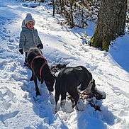 Sony a rejoint le concours — aidez-le/la à gagner de superbes lots ! canine, child, clothing, cold, daylight, dog, exploration, forest, gloves, hat, nature, outdoor, path, pet, shadow, snow, sunlight, trees, walking, winter