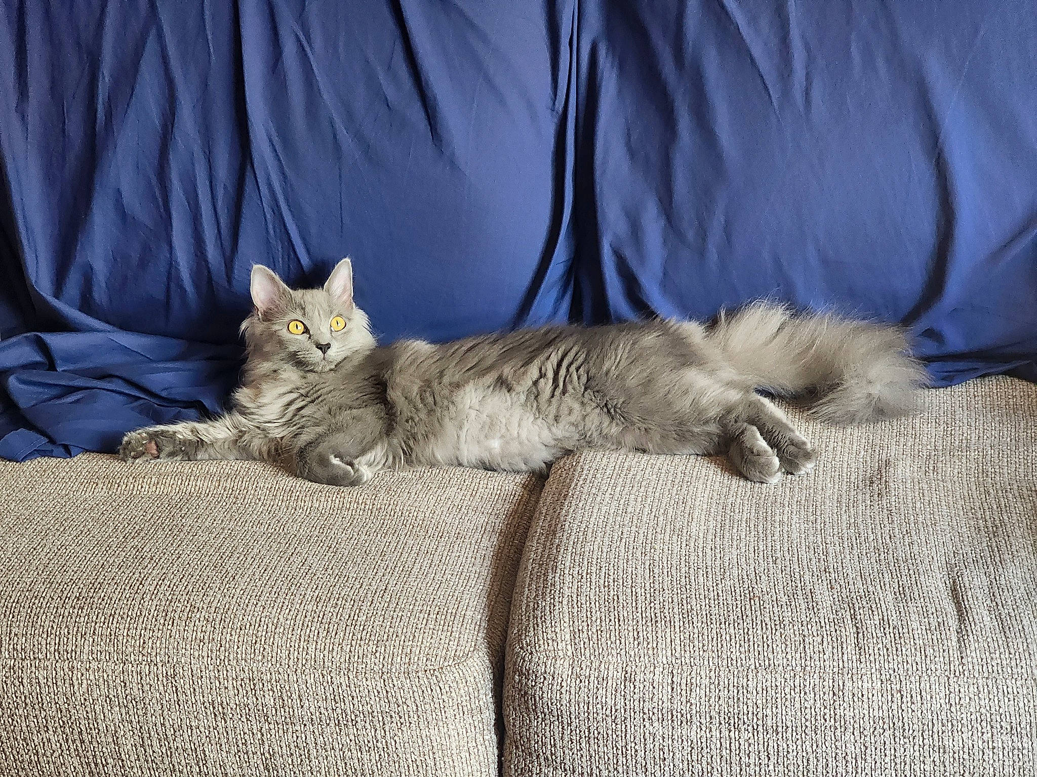 Blaze is registered to the contest to win money with this photo: bed, bedding, carnivore, cat, claw, comfort, couch, domestic_short_haired_cat, fawn, felidae, fur, grey, linens, nap, paw, sitting, small_to_medium_sized_cats, tail, whiskers, wood