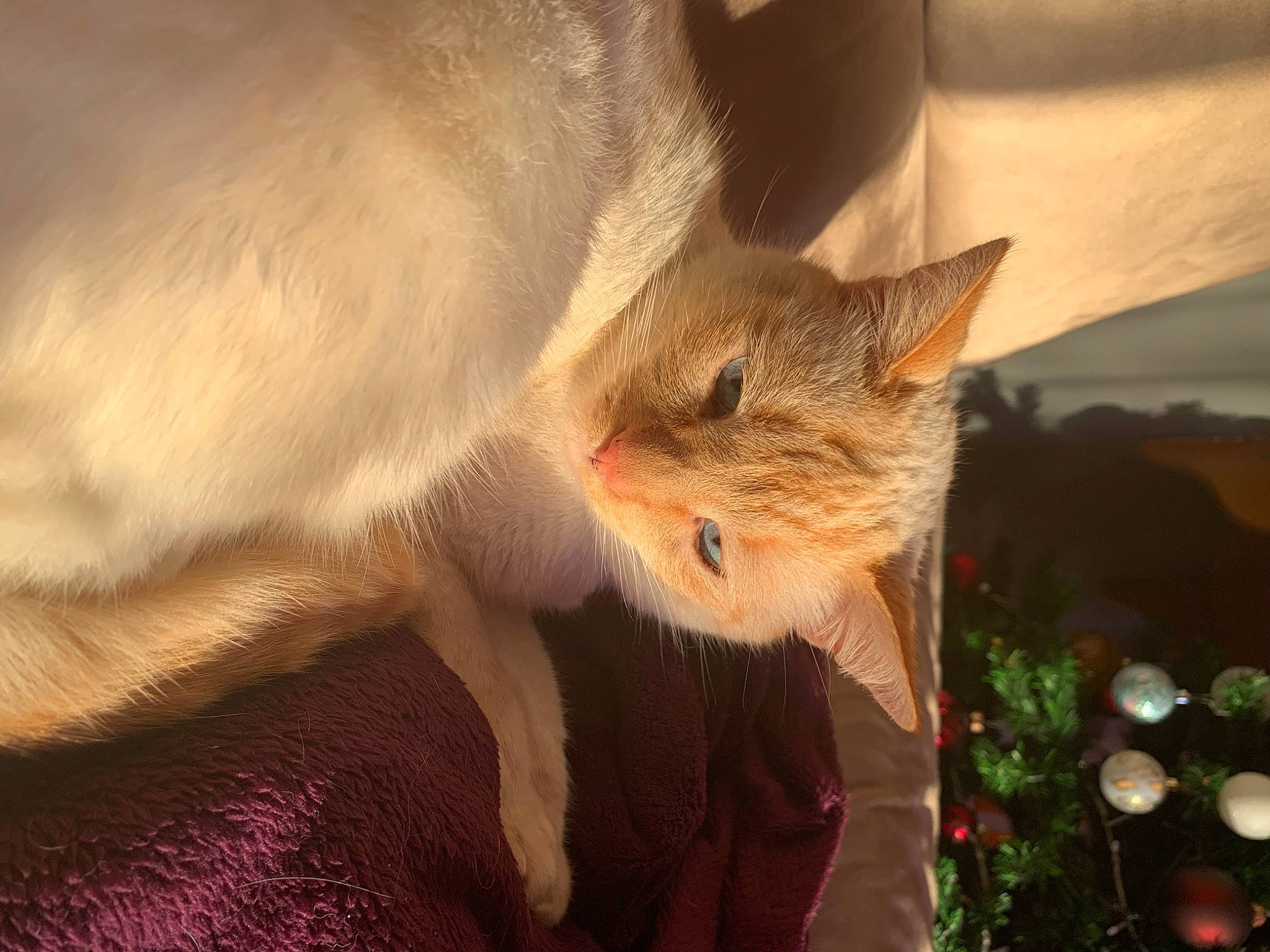 Nuage a rejoint le concours — aidez-le/la à gagner de superbes lots ! carnivore, cat, christmas_tree, comfort, conifer, domestic_short_haired_cat, event, fawn, felidae, fur, grass, paw, plant, small_to_medium_sized_cats, snout, tail, tree, whiskers, wildlife, wood