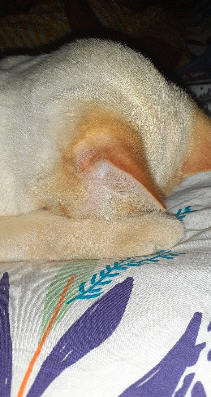 Nuage a rejoint le concours — aidez-le/la à gagner de superbes lots ! carnivore, cat, claw, comfort, eyelash, fawn, felidae, foot, fur, human_leg, leg, linens, nail, paw, small_to_medium_sized_cats, snout, tail, whiskers, wool, wrinkle