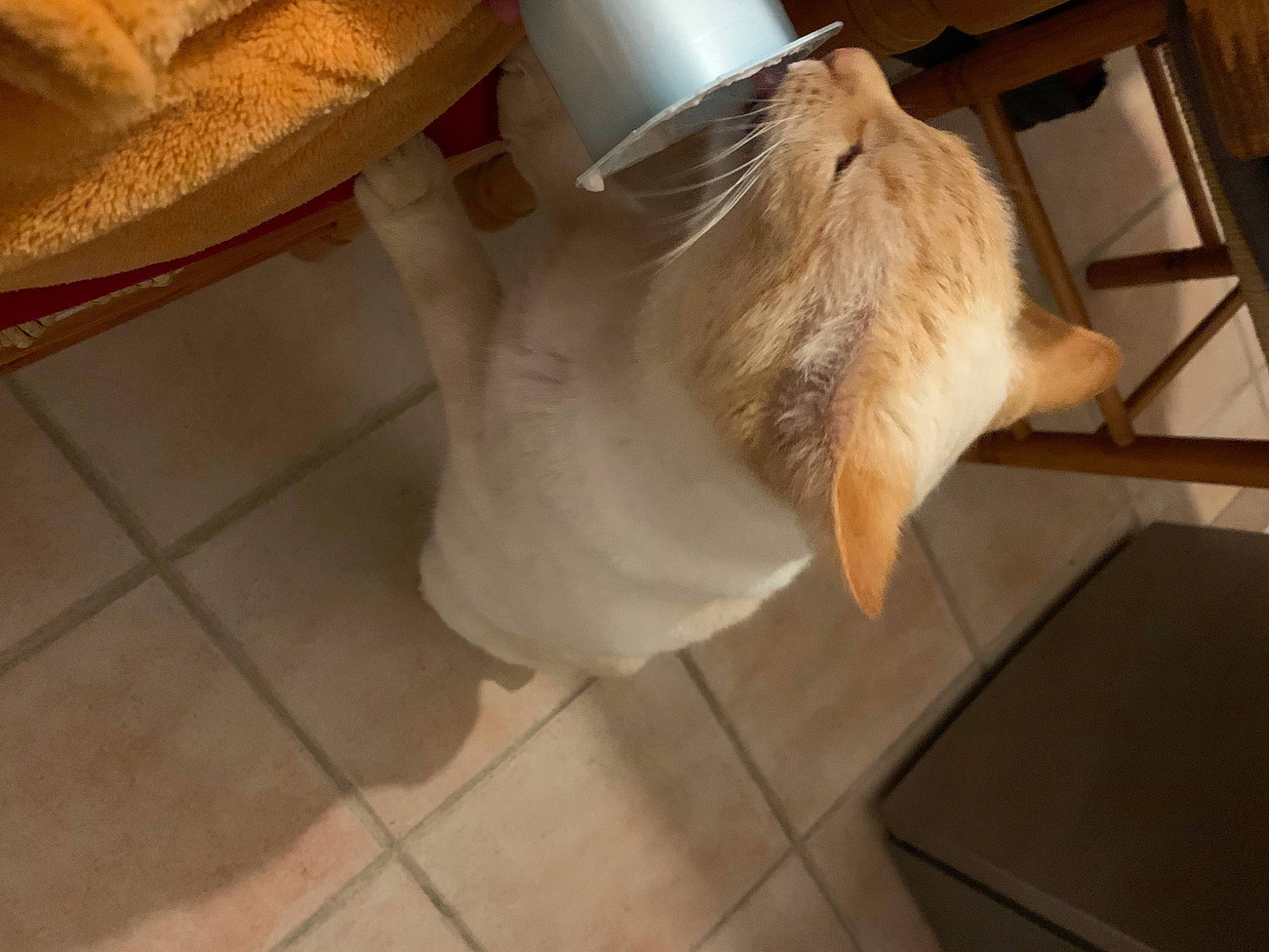 Nuage a rejoint le concours — aidez-le/la à gagner de superbes lots ! carnivore, cat, claw, comfort, companion_dog, dog_breed, domestic_short_haired_cat, fawn, felidae, floor, flooring, fur, hardwood, human_leg, linens, small_to_medium_sized_cats, tail, tile_flooring, whiskers, wood