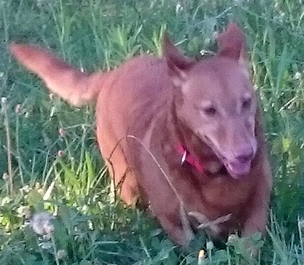 Néo a rejoint le concours — aidez-le/la à gagner de superbes lots ! canidae, carnivore, companion_dog, dog, dog_breed, fang, grass, grassland, mexican_hairless_dog, non_sporting_group, peruvian_hairless_dog, plant, snout, sporting_group, terrestrial_animal, whiskers, working_animal