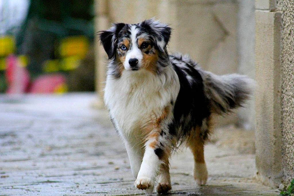 Sam a rejoint le concours — aidez-le/la à gagner de superbes lots ! australian_collie, australian_shepherd, border_collie, canidae, carnivore, collie, companion_dog, dog, dog_breed, fur, herding_dog, rough_collie, scotch_collie, shetland_sheepdog, snout, sporting_group, terrestrial_animal, working_animal, working_dog