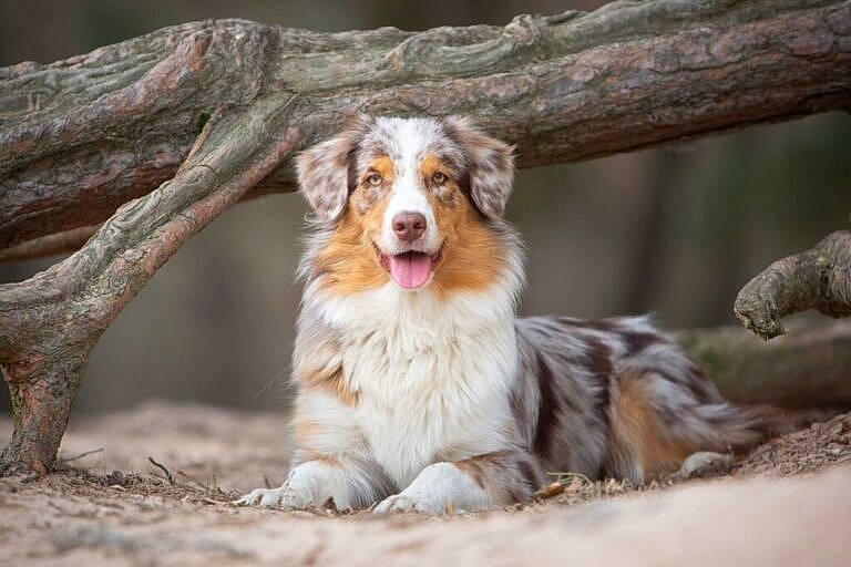 Sam a rejoint le concours — aidez-le/la à gagner de superbes lots ! australian_shepherd, canidae, carnivore, companion_dog, dog, dog_breed, falconiformes, fang, fur, grass, herding_dog, liver, plant, snout, sporting_group, terrestrial_animal, whiskers, wildlife, wood, yawn