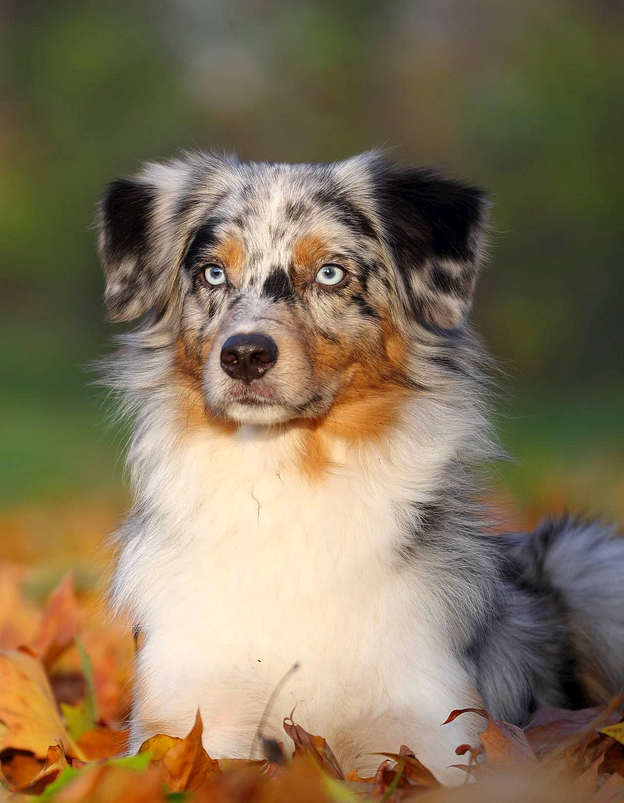 Sam a rejoint le concours — aidez-le/la à gagner de superbes lots ! australian_collie, australian_shepherd, border_collie, canidae, carnivore, companion_dog, dog, dog_breed, fur, grass, herding_dog, natural_landscape, snout, sporting_group, terrestrial_animal, whiskers, working_animal, working_dog