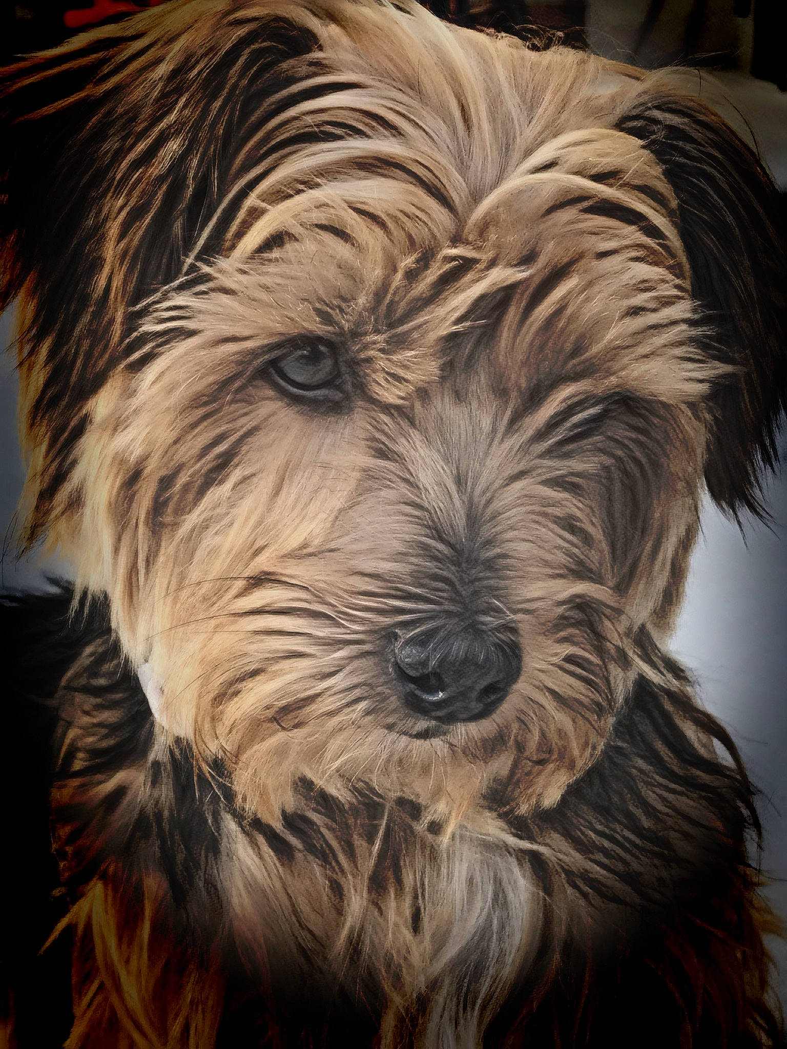 Tintin participe au concours pour gagner de l'argent avec cette photo : australian_silky_terrier, australian_terrier, biewer_terrier, cairn_terrier, canidae, carnivore, companion_dog, dog, dog_breed, dutch_smoushond, glen_of_imaal_terrier, mammal, pyrenean_shepherd, rare_breed_dog, small_terrier, snout, sporting_lucas_terrier, terrier, vertebrate, yorkshire_terrier